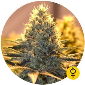 Jack Herer Auto