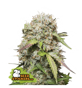 Jack Herer Auto by Seed Stockers – Auto-Flowering – Sativa Dominant – Body Stone – image 1 – Seed City