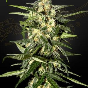 Jack Herer Auto cannabis seeds – Auto-Flowering – Sativa-leaning – Greenhouse – image 1 from Seed City