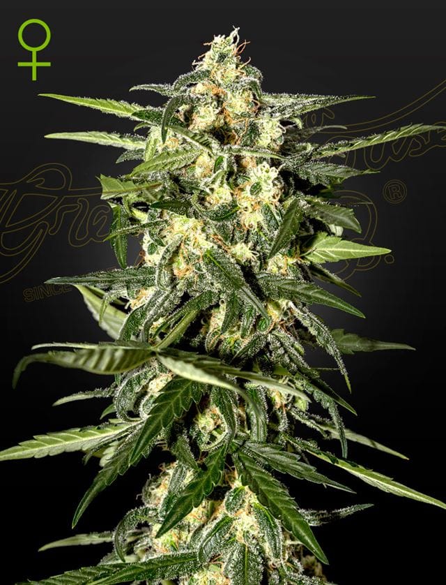 Jack Herer Auto cannabis seeds – Auto-Flowering – Sativa-leaning – Greenhouse – image 1 from Seed City