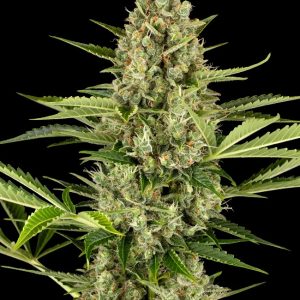 Jack Herer Automatic cannabis seeds – Body Stone – Earthy – 50% Indica/50% Sativa – image 1 from Seed City
