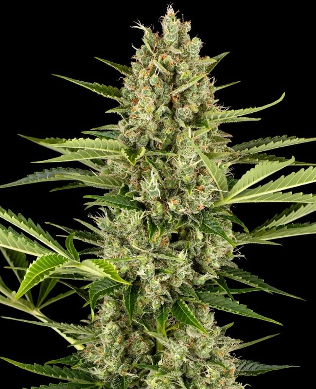 Jack Herer Automatic semi di cannabis – Body Stone – Terroso – 50% Indica/50% Sativa – immagine 1 da Seed City