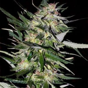 Jack Plant cannabis seeds – Middle of October – Good for outdoor grow – 12/12 Photoperiod – image 1 from Seed City