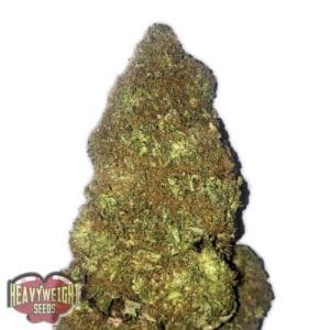Jackpot Auto by Heavyweight Seeds – Mostly Indica – Guaranteed female plants – Outdoor cultivation – image 1 – Seed City
