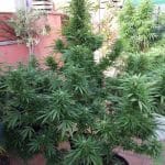 Feminized – Tall (140cm plus) – Indoor – Jamaican Berry strain – image 2 – from SuperAutos by Stitch via Seed City
