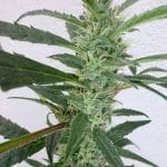 Image 1 of Jamaican Berry cannabis by SuperAutos by Stitch – Feminized – Relaxing – Tall (140cm plus) – Seed City