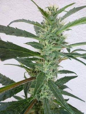 Jamaican Berry