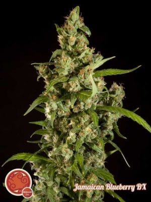 Jamaican Blueberry BX