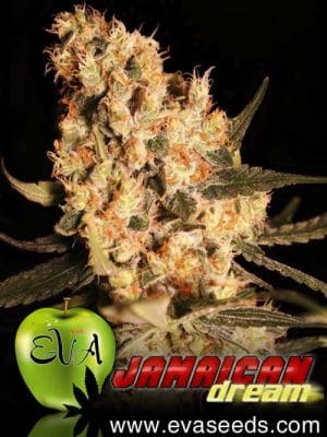Jamaican Dream