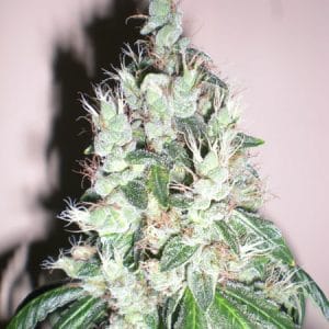Jamaican OG cannabis seeds – Outdoor cultivation – 12/12 Photoperiod – Sativa Dominant – image 1 from Seed City