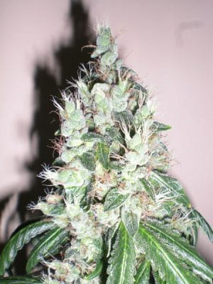 Jamaican OG