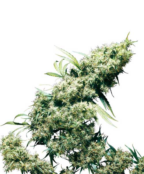 Jamaican Pearl cannabis seeds – Large yield – Middle of October – Sativa-leaning – image 1 from Seed City