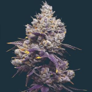 Image 1 of Jasmine Panna Cotta cannabis by Mavericks Genetics – Large yield – Indoor – Super Strength – Seed City