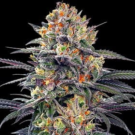Jealous Mary Auto by G13 Labs Seeds – Indoor – Fuel – Mostly Indica – image 1 – Seed City