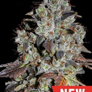 Image 1 of Jealousy cannabis by Cream of the Crop – Female seeds – 50% Indica/50% Sativa – Super Strength – Seed City