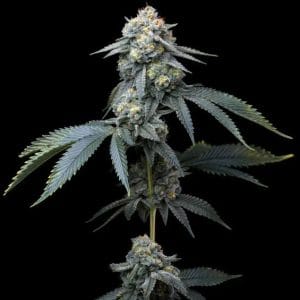 Jealousy from Barneys Farm Seeds