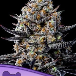 Jealousy Dankness cannabis seeds – Body Stone – Good for outdoor grow – Super Strength – image 1 from Seed City