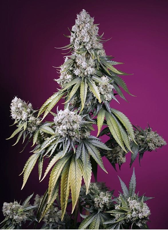 Image 1 of Jealousy Z XL Auto cannabis by Sweet Seeds – Short (up to 80cm) – Earthy – Relaxing – Seed City