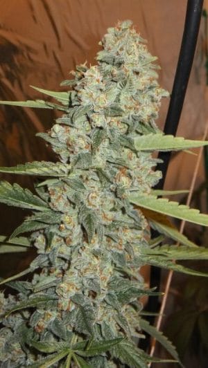 Jedi Kush