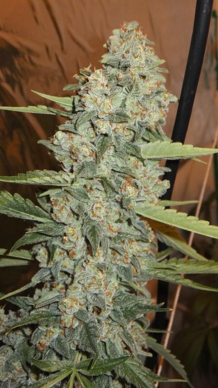 Jedi Kush cannabis – image 1 – Seed City