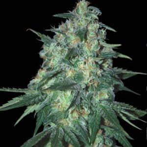 Jekyll Passion by Samsara Seeds – Euphoric – Sativa-leaning – Suited for indoor growing – image 1 – Seed City