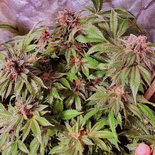 Jelly Donuts from Holy Smoke Seeds