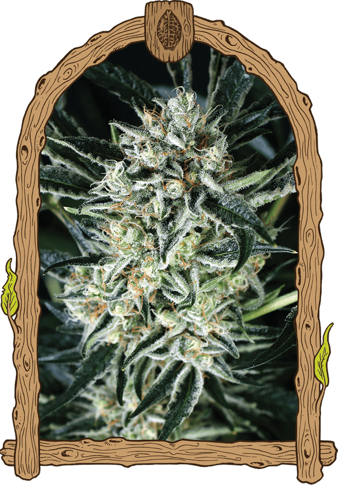 Middle of October – Feminized – Sweet – Jelly Bananen strain – image 1 – from Exotic Seed via Seed City
