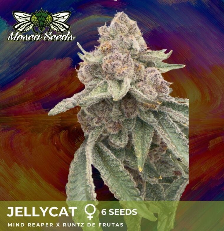 Image 1 of Jelly Cat cannabis by Mosca Seeds – Indica – Fruity – 12/12 Photoperiod – Seed City