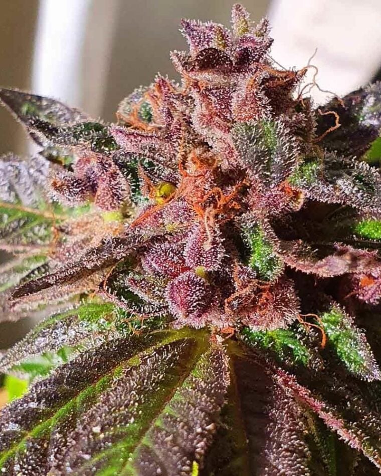 Image 1 of Jelly Donuts cannabis by Holy Smoke Seeds – Sweet – Mostly Indica – 12/12 Photoperiod – Seed City