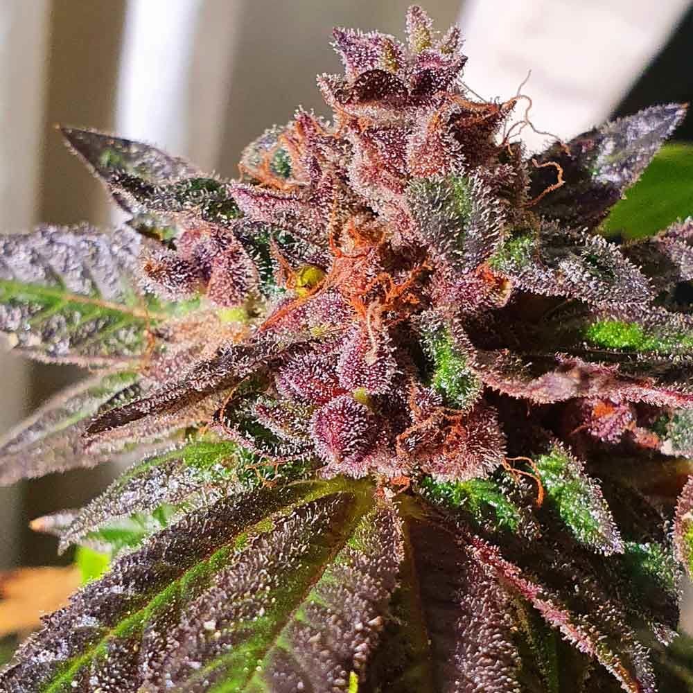 Image 1 of Jelly Donuts cannabis by Holy Smoke Seeds – Sweet – Mostly Indica – 12/12 Photoperiod – Seed City