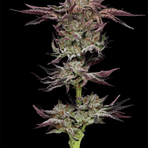 Jelly Donutz by Humboldt Seed Company – Super Strength – Sweet – 50% Indica/50% Sativa – image 1 – Seed City