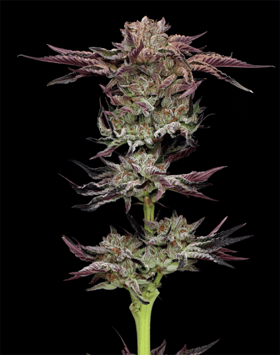 Jelly Donutz by Humboldt Seed Company – Super Strength – Sweet – 50% Indica/50% Sativa – image 1 – Seed City