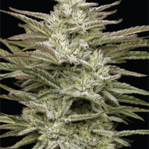 Auto-Flowering – Sweet – Sativa Dominant – Jelly Donutz Auto strain – image 1 – from Humboldt Seed Company via Seed City