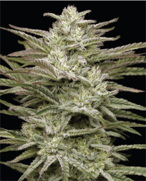 Jelly Donutz Auto