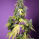 Jet Fuel Mandarine XL Auto from Sweet Seeds