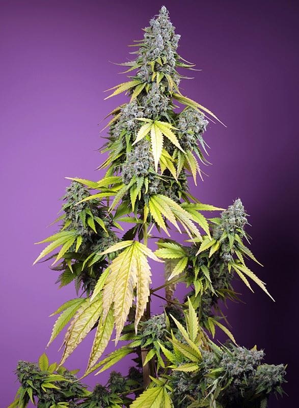 Jet Fuel Mandarine XL Auto from Sweet Seeds
