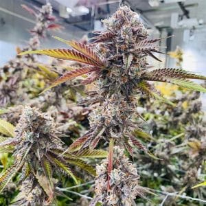 Jet Puft cannabis seeds – 50% Indica/50% Sativa – 12/12 Photoperiod – Female seeds – image 1 from Seed City