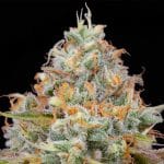 Jetlag from The Plug Seedbank