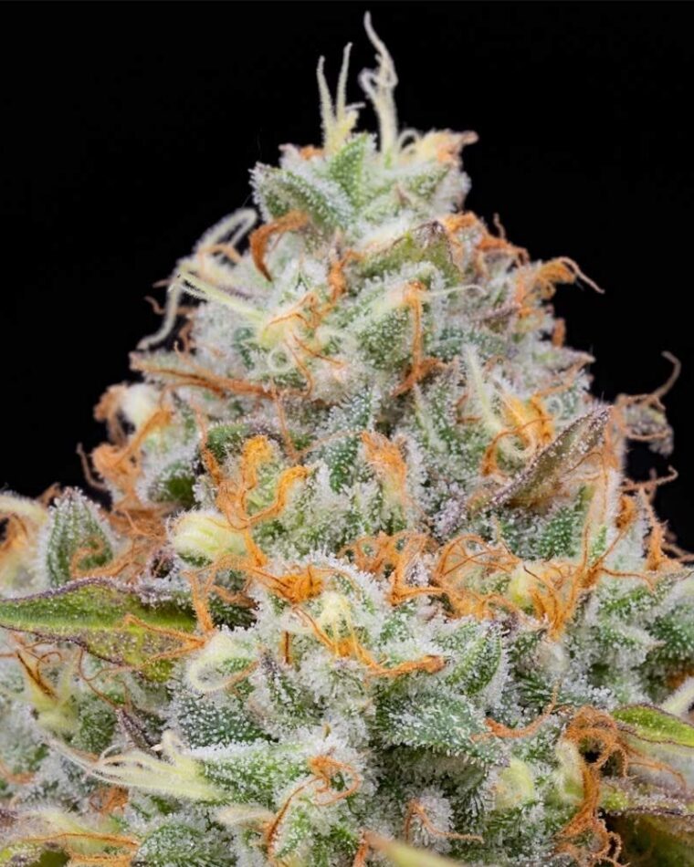 Jetlag from The Plug Seedbank