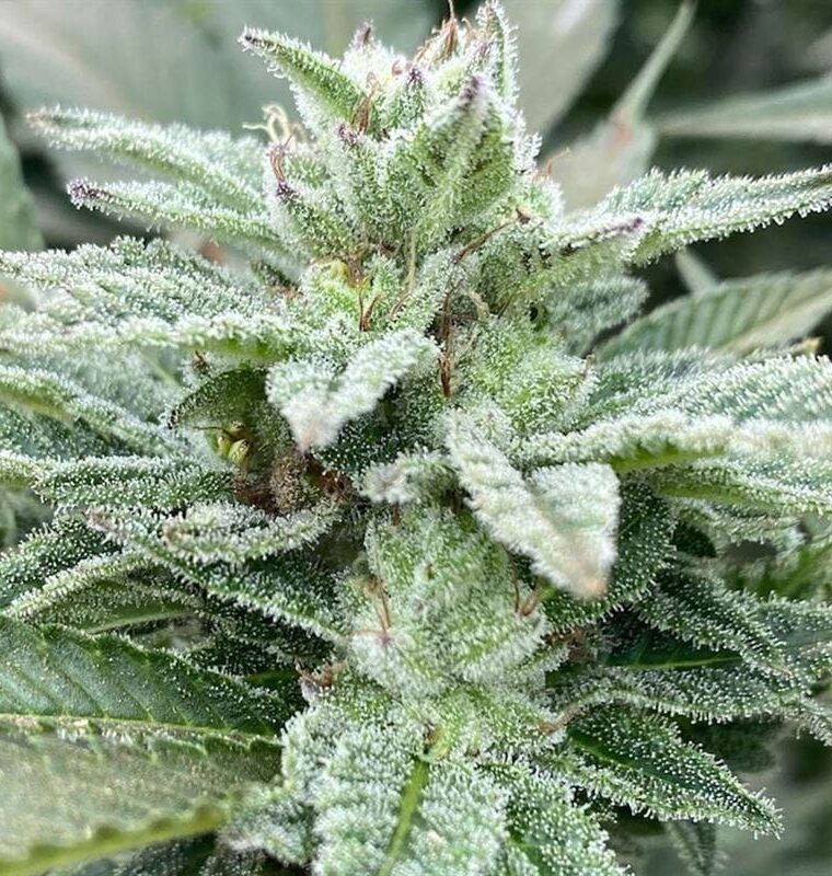 Jewel Piece cannabis seeds – 50% Indica/50% Sativa – 12/12 Photoperiod – Feminized – image 1 from Seed City