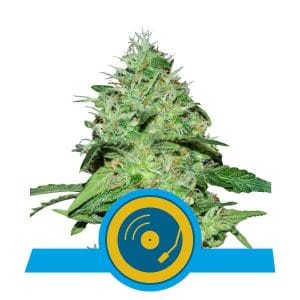 Joanne's CBD by Royal Queen Seeds – Indoor – Sweet – 50% Indica/50% Sativa – image 1 – Seed City