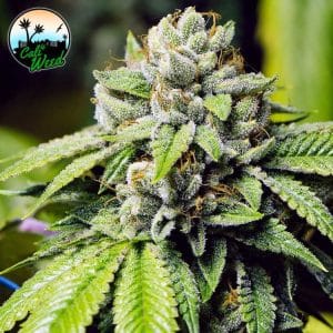 Jon Snow from Cali Weed Seeds