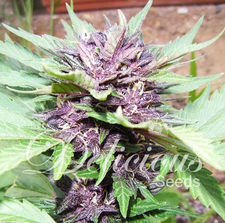 Image 1 of Auto Dark Purple cannabis by Delicious Seeds – Sweet – Indica-heavy – Female seeds – Seed City