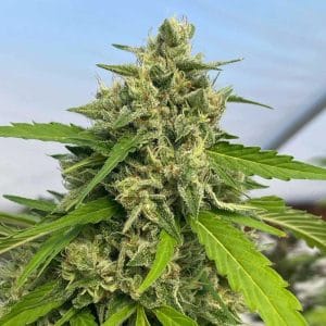 Piney – 12/12 Photoperiod – Female seeds – Judge Dread strain – image 1 – from Karma Genetics via Seed City
