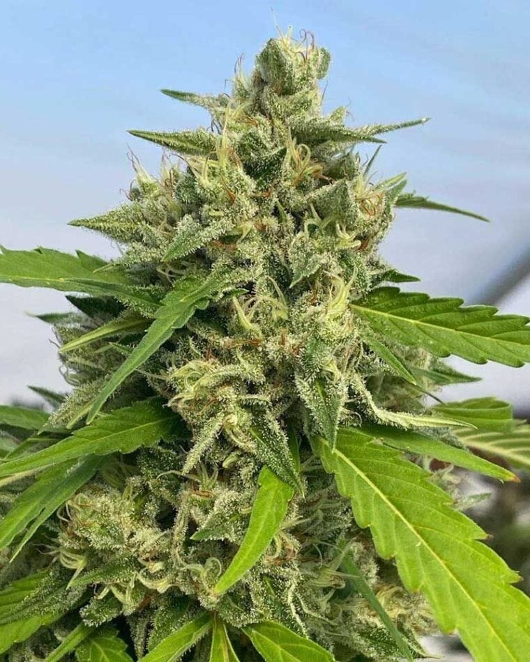 Piney – 12/12 Photoperiod – Female seeds – Judge Dread strain – image 1 – from Karma Genetics via Seed City