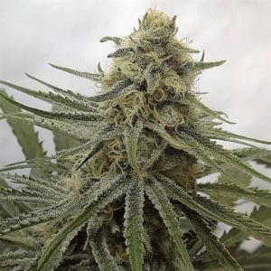 Juicy Dreams by Crockett Family Farms – Fruity – Suited for indoor growing – Sativa-leaning – image 1 – Seed City