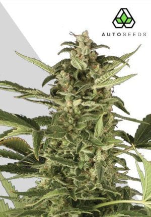 Juicy Lucy – Auto Pounder with Cheese