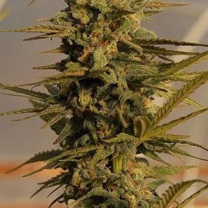 Julie's Cookies Auto cannabis seeds – Suited for indoor growing – Female seeds – Auto-Flowering – image 1 from Seed City