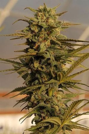 Julie’s Cookies Auto