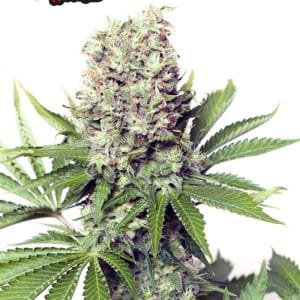 Jumbo Runtz from Yieldmonger Seeds